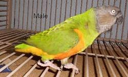 I am selling my pair of Senegal Parrots . They pair have been set up together for about 3 years . The female is just reaching breeding age . 700.00 for the pair .. This does not include cage .Sorry no shipping this time of year .. If you are with in