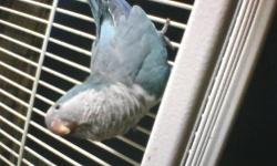 Bonded pr. Quakers male is green female blue. $350. make offer or trade for Rosie Bourkes. consider outher trade. Birds must be young and have DNa papers. Call 989 - 670 - 2841