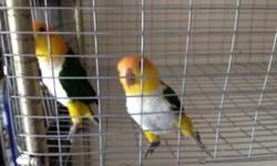 I have young bonded white bellied caique pair for sale. Male is 4 years old. I have him as a pet but now he bonded with his mate. Female is 5 years old closed banded. She is till pet but male is more protective now. I don't have time to take care of them