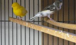 Two male Australian Import Border
Fancy Canaries. These are robust healthy boys almost 7 inches long. $75.00 each.