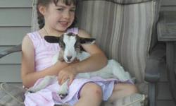 Fainting goat doe bottle baby for sale $100. She is 97% fainting goat, 4 weeks old, very very sweet, faints very well, beautiful marble blue/brown eyes. Will come with registration application to be registered with the MGR. Ready to go today. Located near