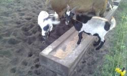 Three buck kids 3/4 alpine 1/4 Nubian. These boys were born 1/13/14 and taking the bottle with no problem. Will make great wethers as pets, carting goats, pasture companion and much more. Or they can make a great herd sire. They are so funny and super