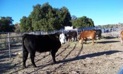 We have 6 bred Black Angus cows and 2 bred hereford cows. All are bred to our Registered Angus bull for spring babies. Priced from $ 600.00 to $900.00. (619) 972-3375 or (619) 990-3006