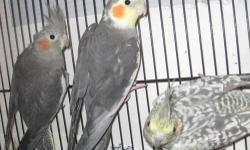 #100.00 takes all: 5 assorted breeder cockatiels i.e. pied, pearlie, and gray with breeding box and 50 " x 30" x 18" cage. $100.00 takes all.
