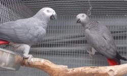 I am selling all my Congo African greys.
I have a few single male African greys for $700 each, will swap for 8-10 years old females. I do believe these guys will be very good breeders in the future that's why I am swapping for females or will purchase