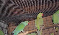 Female grey green Indian ringnecks Parent raised not tame...
Ready to breed for you this season..
$165
Will consider trades?
Let me know what you may have to trade?
Frank
818 462 4071
