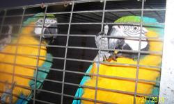 i have a breeder pair of sun conures that i am selling for $450 the male is 5 years old an so is the female proven pair and ready to lay! call brant at 337 515 0068 or visit out website at petnationonline.com