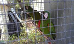 I have several single adult breeder parrots for sale all are surgically sexed and tattooed please call any questions thank you
Severe macaws
Lilac Amazons
Red lorded Amazons
Blue and gold macaw
White cap pionus
Black cap conures
Sun conures
Jenday