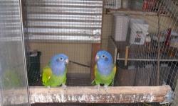 Sun conure pair, 5 yrs old, breeders for sale with their cage 2x4x4 with stand and metal nest box. If interested call Donna at 530/589-4750