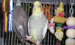 I have a breeding pair of cockatiels for sale, they are proven. If you have any questions please let me know. Cage and nest box can be added as well.