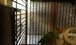 Golden-capped Conures breed very well in captivity and reach sexual maturity at about two years of age!!! They are staying in the nest box and should start breeding this fall!!! Will come with nest box!!!!
This pair is two years of age. I WILL NOT SHIP