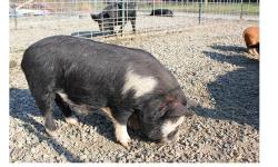 Adult pair of Kunekunes for sale. These are registered with the American Kunekune Breeders Association. Kunekunes are non-rooting pigs that fatten on grass. These short-nosed pigs do not challenge fences and are safe and easy to raise. They are tattooed,