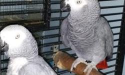 Beautiful pair of African Grey parrot for sale, around 4 1/2 years of age and very health and in perfect feather condition. They will be ready to lay again. Asking $ 1700 for the pair Plz contact on 347 744-2439