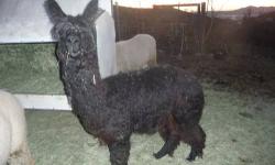 I have a pair of suri alpacas. They are beautiful and have had some great babies for us. We are downsizing and do not need them anymore. $1500 for the pair.