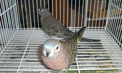 pair of bourks less than 2 years old,nice looking birds.reply with contact number.serious inquiry please.