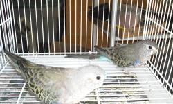 pair of bourks less than 2 years old,nice looking birds.reply with contact number.serious inquiry please.