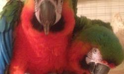breeding pair of Catalina macaws. very healthy and in great feather condition. the female lays 2-3 eggs a clutch 3-4 clutches a year. very good and healthy parents. will feed young until pulled out. 1800 OBO if interested please call (706)728-1230 .