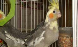 Hi, my husband and I are looking for a pair of breeding cockatiels. We have raised cockatiels in the past, and have experience with handfeeding as well. I am home M-F, and every other weekend, so we have plenty of time to dedicate to our birds. :) We