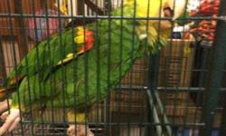 Breeding Pair of Double Yellow Headed Amazon Parrots - $600 (Woodland, Wa) Andy Dunn
We are parrot breeders in Woodland, Wa and are changing the focus of our Aviary away from Amazons. This bonded pair of Double Yellow Headed Amazons is approximately 15