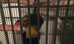 I have a pair of double yellow headed Amazon parrots that I have to part with. They are a breeding pair. They will come with their cage, nest box and what ever food I have available for them at the time. I bought them from a breeder. They are a bonded