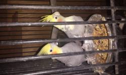I have a proven pair of Emerald cockatiels and 4 young females. 2 of the young females are white faced. The you were hand fed and are sweet. Make reasonable offer on all. Text me at 870-656-8415. They will come with one small cage and a breeder box. 1st