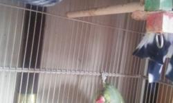 Breeding pair healthy Indian ringneck pair. To loud will consider trades for cockatiels