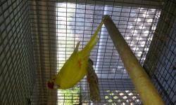 Breeding pair of kakariki for sale, they both 2 years old and in very good conditions and is ready to breed again. male is pure yellow and female is green and both tame ,female just start using the box. reason for sale needed space and only asking $550