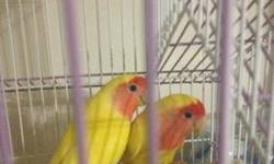 Breeding pair of lutinos lovebirds for sale
This ad was posted with the eBay Classifieds mobile app.