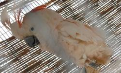 I have A Proven Pair of Mulluccan Cockatoos that must Go! They are Proven Producers and Bonded. They are about 15 years old. Must sell, neighbors do not like nature sounds.
Please call 480-983-1494