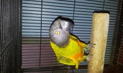 Breeding pair of Senegal parrot for sale, they only 3 & half year old and very good conditions. male is tame and female is ready to breed again as she start using the box. only reason for sale need space! asking $600 for the pair. plz contact on