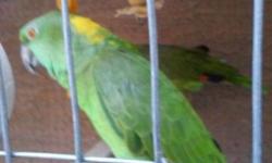 have breeding pair of yellow nape amazons. The male Is 10 female 9 years old. both are beautiful birds And they are not plucked I am asking as the rehoming fee 900$
This ad was posted with the eBay Classifieds mobile app.