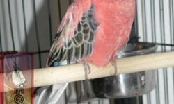 I have for sale one breeding pair of ROSY BOURKE PARROT / PARAKEET this is very quiet birds you will almost forget you have birds in your house NO kidding the male is pink color and female is rainbow mutation they are proven , healthy and they are very