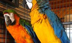i have 6 peach face lovebirds 20 for one bird or 40 for a pair they are not hand tame because they are breeding