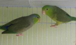 We are selling 3 breeding pairs of parrotlets If interested please give us a call or email us.
AJ's Feathered Friends Pet Shop
19 N State st
Elgin, IL 60123
www.ajsfeatheredfriends.com
Like us on Facebook!