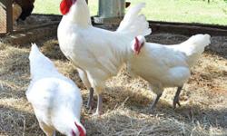 Bresse chickens are the most delicious birds in the world , the meat marbleized just like beef, Bresse chickens have white feathers red combs and blue legs, they lay 250 eggs per year. Hatching egg are 19.99 per dozen or 50.00 per box of 50 plus 25.00