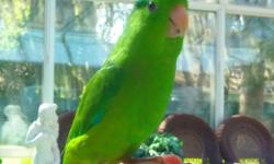 This bight emerald Green Rump male parrotlet is the brightest we have seen. He steps up, kisses and snuggles with you. He is three months old and quite a joy.
We deliver anywhere in the USA. He is a real beauty.
We have the largest selection of pet