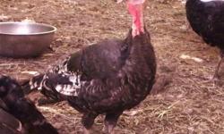 3 BEAUTIFUL BRONZE TURKEY, A HERITAGE BREED. NOT LAYING YET, BUT SOON, ONE TOM, 2 HENS FED GAME BIRD SINCE 1 DAY OLD. IF YOU WANT FOR THANKSGIVING, THEY WILL BE AROUND 25.00 LBS THYE HAVE FREE RUN IN PEN.