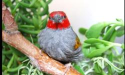 Small African Finch
Only at Ceasar Pet store
1941 South Military Trail WPB-FL 33415