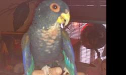 Beautiful fully feathered bronze wing pionus. 5 years old and surgically sexed male with paperwork. Tame as can be.
