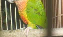 This is a young "proven pair" (proven by me) of brown-throat conures, closed banded..They are almost 2 yrs old, and are in perfect feather, beautiful birds. They sit and feed with no problems and are great parents...Guarentee your money back and then