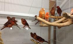 Brunzze canaries for sale. i have 2013 babies for sale, also i have adults brunzz
