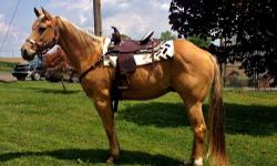 Karma is a 4 year old Buckskin Quarter Horse Mare. She is broke to ride bit-less and has primarily been used for trail riding. She has had a bit in her mouth and can ride in a snaffle bit. She also can be rode bareback. She is foundation style build and