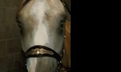 Registered 6 year old Buckskin Gelding. Ridden daily, he does pretty much anything you want. Great gait, good disposition and was at the fair all week and nothing seemed to phase him. No vices and can be any discipline you wish.
Call for more details at