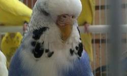 Beautiful English Budgerigar;male and female:white,yellow,blue,green stop by at Ceasar Pet Store ! We are located at the Sunshine Flea Market, look for the Big Sign with Ceasar the dog, aisle 18J Banana Trial
This ad was posted with the eBay Classifieds
