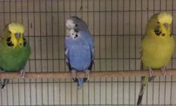 We have in stock many budgie parakeets, many colors to chose from.. Call 619-434-3207 or visit us at 9531 Jamacha Blvd. Spring Valley, Ca 91977