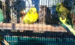 I have around eight American parakeets (budgies) for sale. They are between one and three years. I have green pied, blue pied, blues and greens. Males and females, available, many are quite pretty. I was planning on breeding them but decided not to. Some