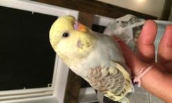 I have five English Budgies for sale. Two females and 3 males. The Yellow and Green ones are the males. They are about 6 weeks old and ready for their new homes. English Budgies make great pets. They are wonderful talkers and very entertaining and easy to