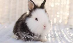 Cute Netherlands dwarf and dwarf lionheads. My son raises bunnies for 4h and we can't keep them all so he rehomes them to help pay for the care of the bunnies plus for fair fees. We are located in manteca ca. If your interested go to