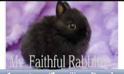 Www.myfaithfulrabbitry.weeby.com
Netherland dwarf and dwarf lionhead bunnies. My son is in 4h and we can't keep them all.
This ad was posted with the eBay Classifieds mobile app.