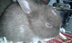 Baby Dwarf bunnies some are up for adoption for free. There is a re-homing fee for food. we have Mini-Rex, Dutch bunnies and Netherlands Bunnies. Take back policy on all adoptions. We screen all interested parties. We look out for the safety of all our